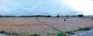 IMG_2709_1stitch Cows, fields, mountains, sky